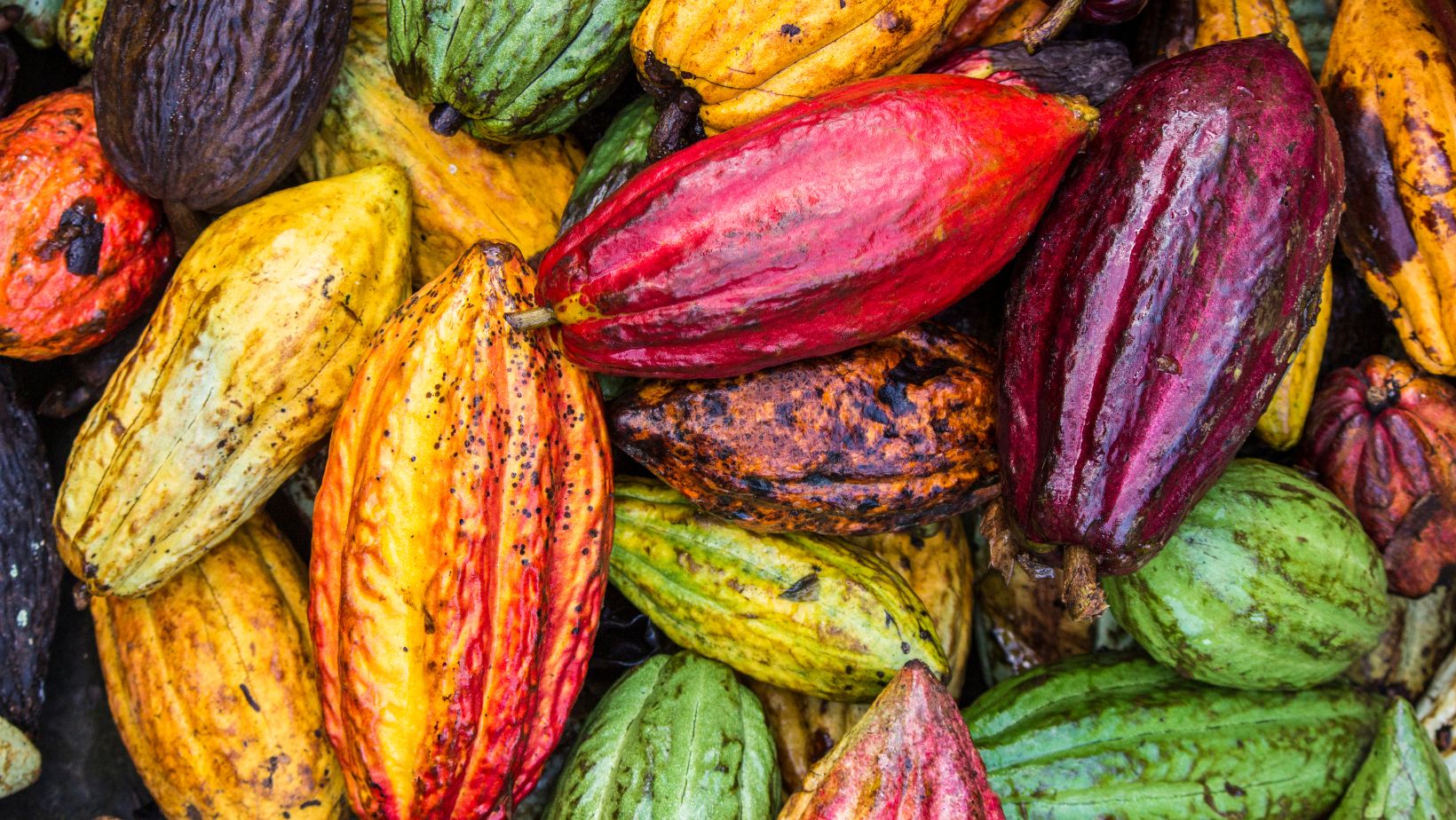 KAkaositos Kakaová degustace ceremoniálního kakaa